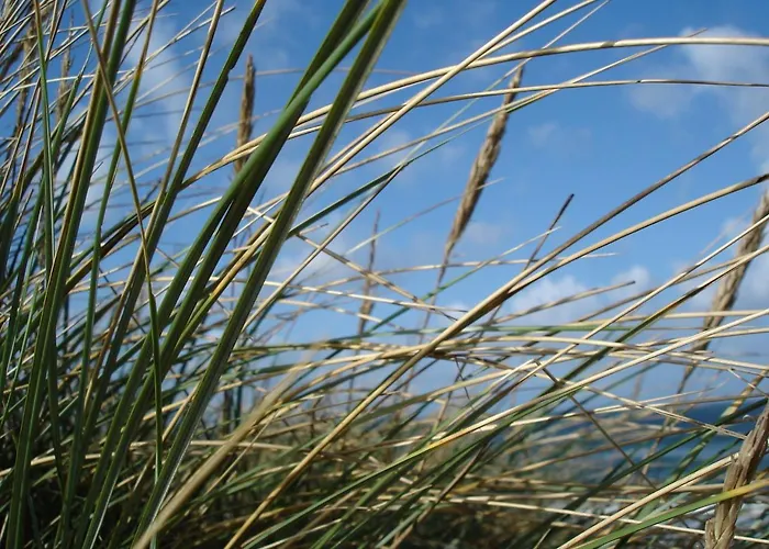 Duenenblick Strandkieker *